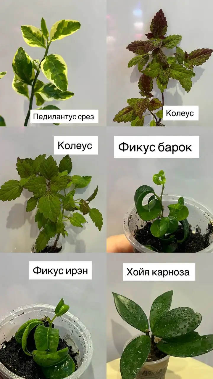 Продажа различных комнатных растений - Растения (Хобби и отдых) в Барнаул