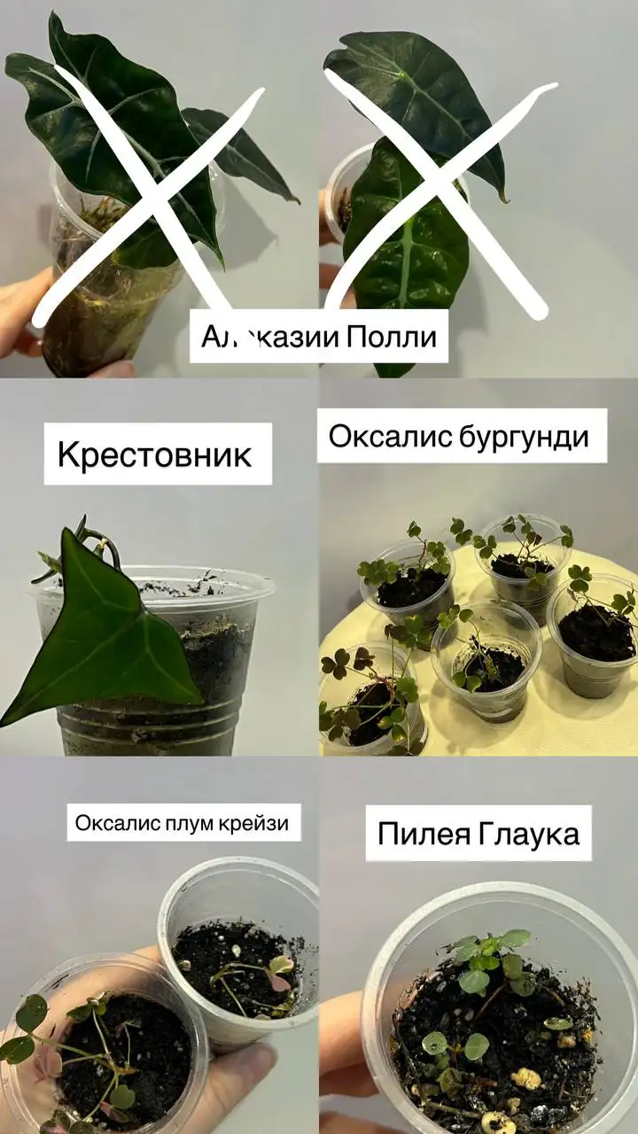 Продажа различных комнатных растений - Растения (Хобби и отдых) в Барнаул