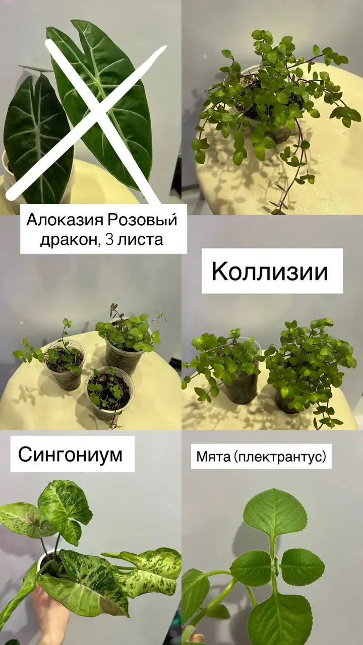 Продажа различных комнатных растений - Растения (Хобби и отдых) в Барнаул