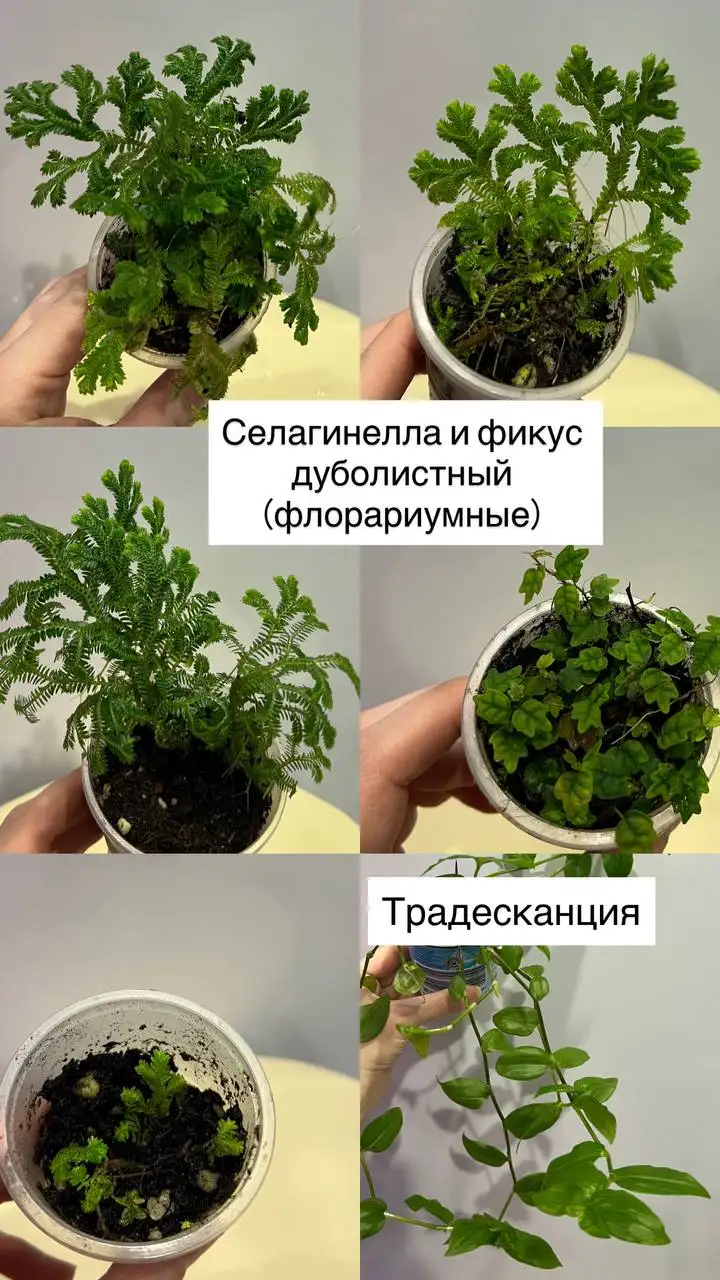 Продажа различных комнатных растений - Растения (Хобби и отдых) в Барнаул