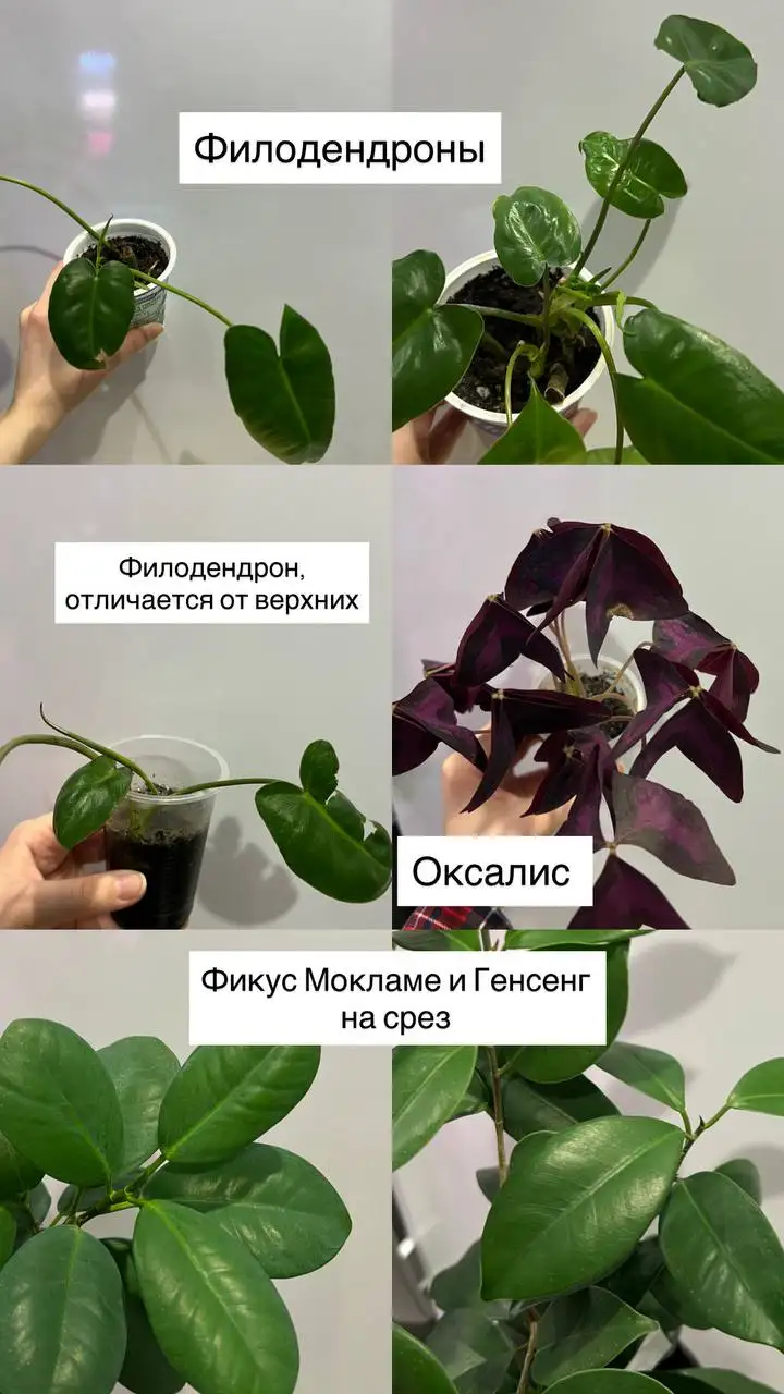 Продажа различных комнатных растений - Растения (Хобби и отдых) в Барнаул