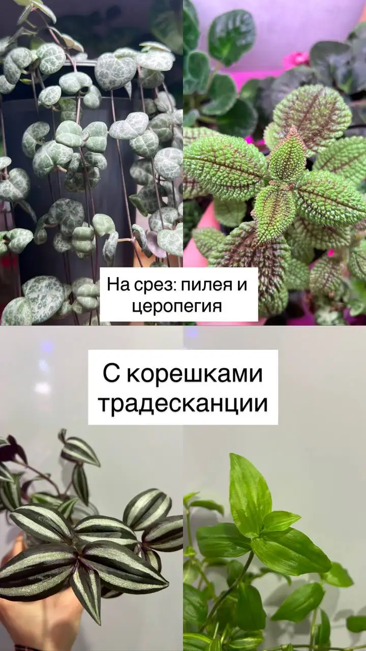 Продажа различных комнатных растений - Растения (Хобби и отдых) в Барнаул