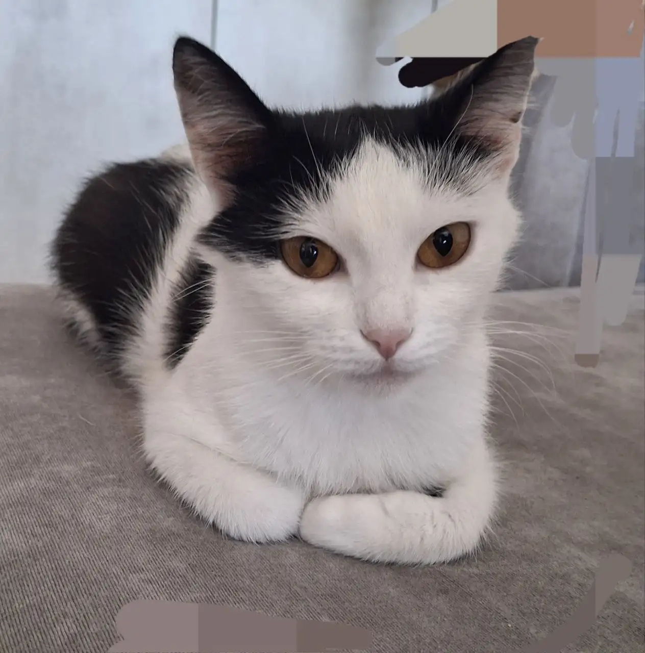 Кошечка Муся ищет дом - Кошки (Животные) в Барнаул