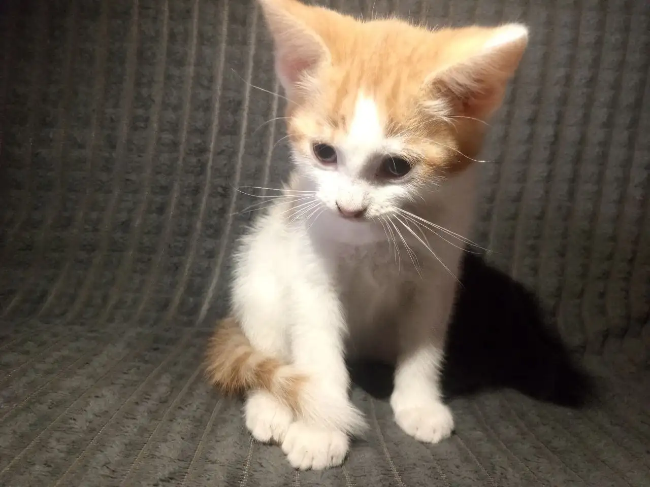 Отдам котят в добрые руки - Кошки (Животные) в Барнаул