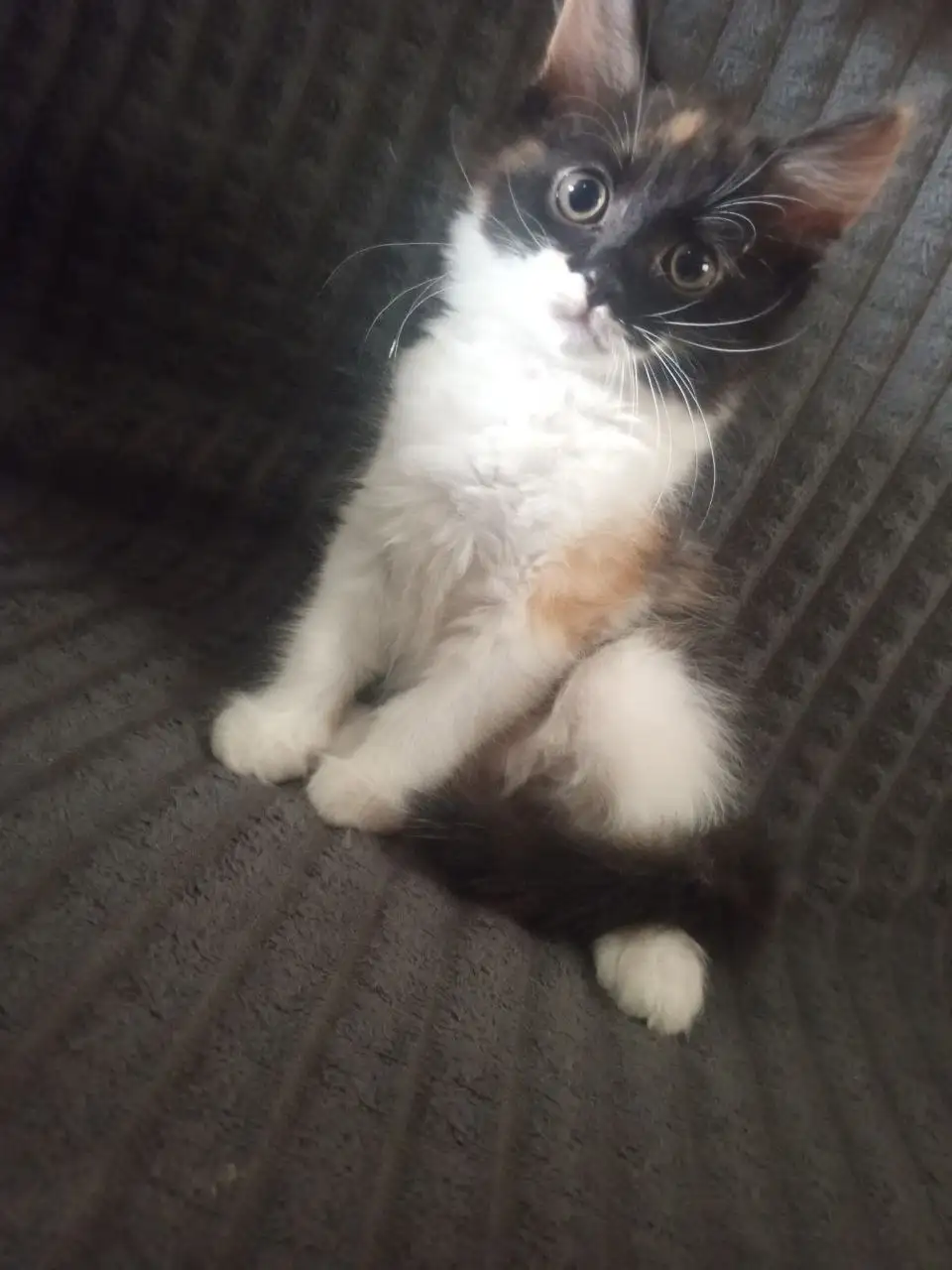 Отдам котят в добрые руки - Кошки (Животные) в Барнаул