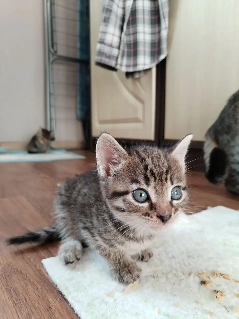Отдам котят в добрые руки - Кошки (Животные) в Барнаул