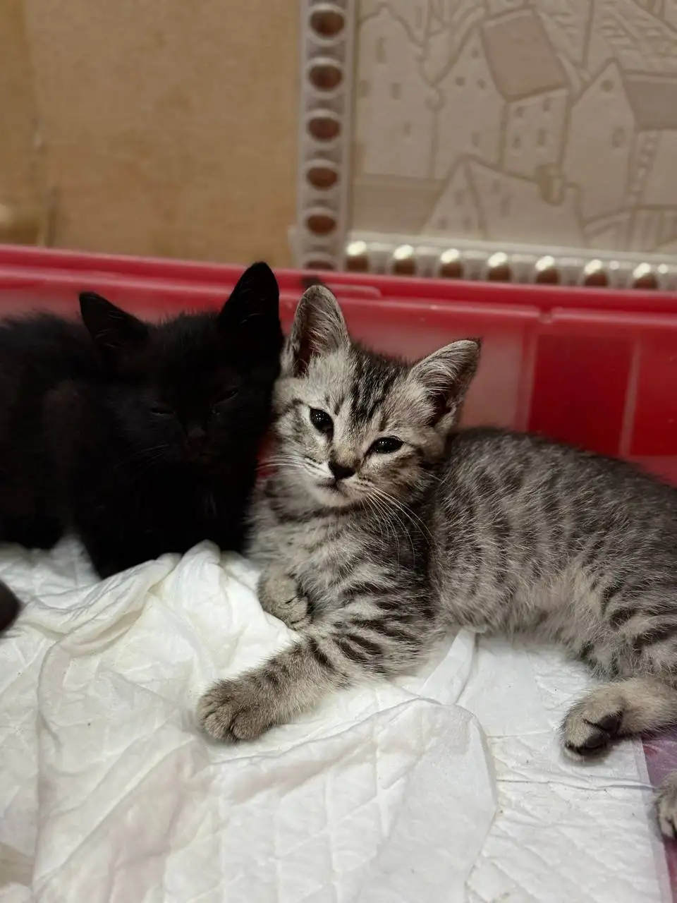 Котята в добрые руки - Кошки (Животные) в Барнаул