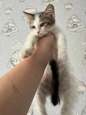 Котёнок ищет дом - Животные в Барнаул