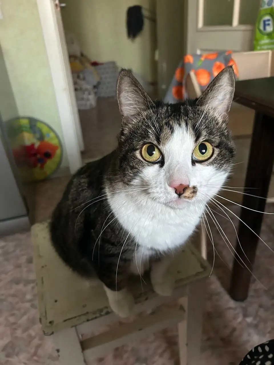 Отдам в добрые руки кота Васю (6 лет) - Кошки (Животные) в Барнаул