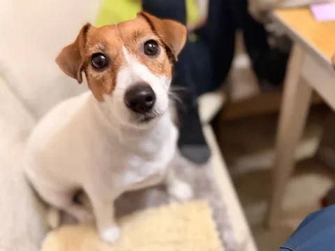 Потерялась собака Леси - Животные в Ангарск