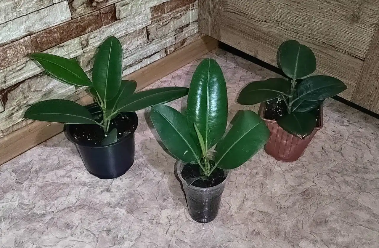 Фикусы в Железнодорожном районе Хабаровска - Растения (Хобби и отдых) в Хабаровск