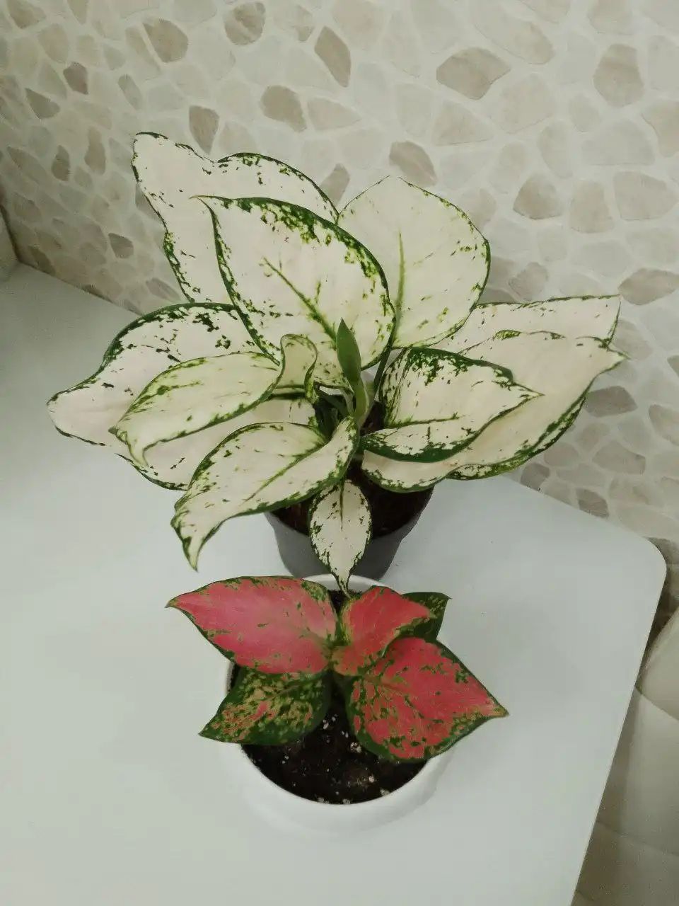Аглаонемы Вайт Джой и Ред Циркон в Хабаровске - Растения (Хобби и отдых) в Хабаровск