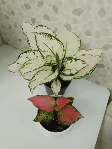 Аглаонемы Вайт Джой и Ред Циркон в Хабаровске - Чай/Напитки в Хабаровск