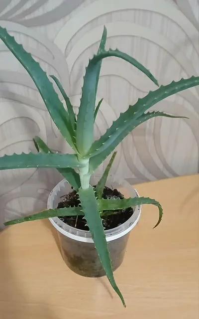 Продам алоэ лечебный - Чай/Напитки в Хабаровск