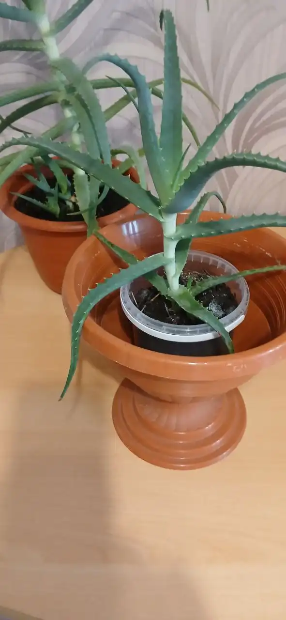 Продам алоэ лечебный - Растения (Хобби и отдых) в Хабаровск