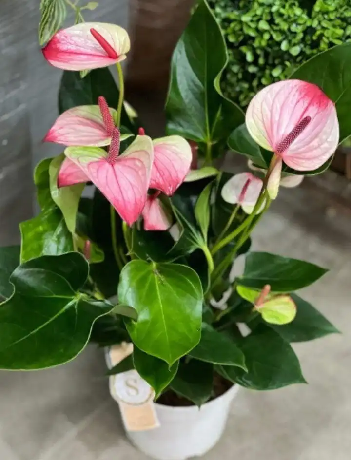 Антуриум Мистик