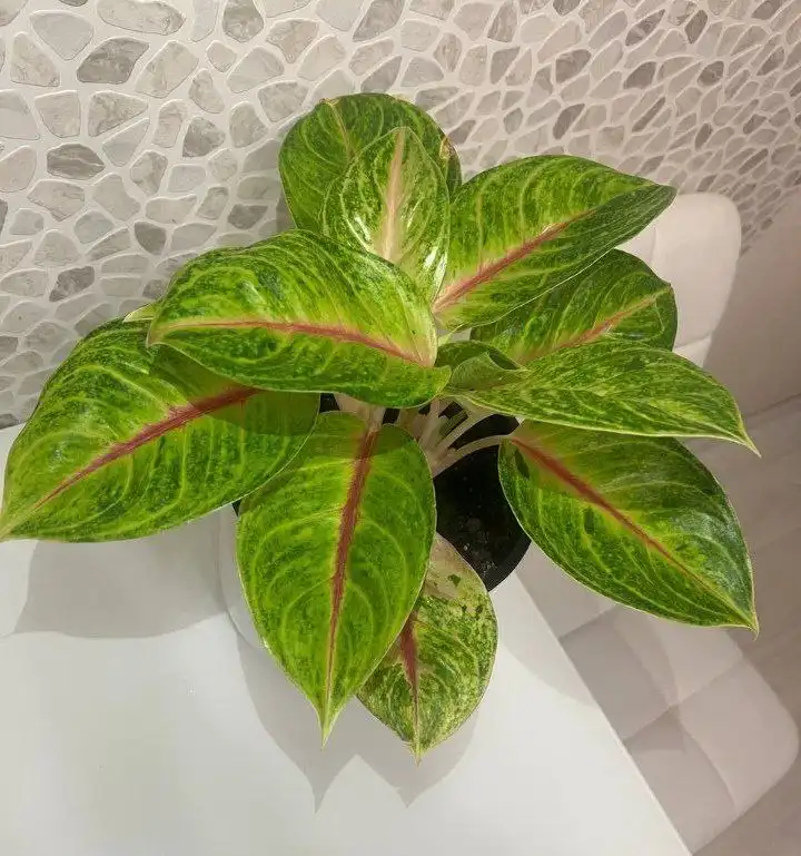 Аглаонема Iguana red