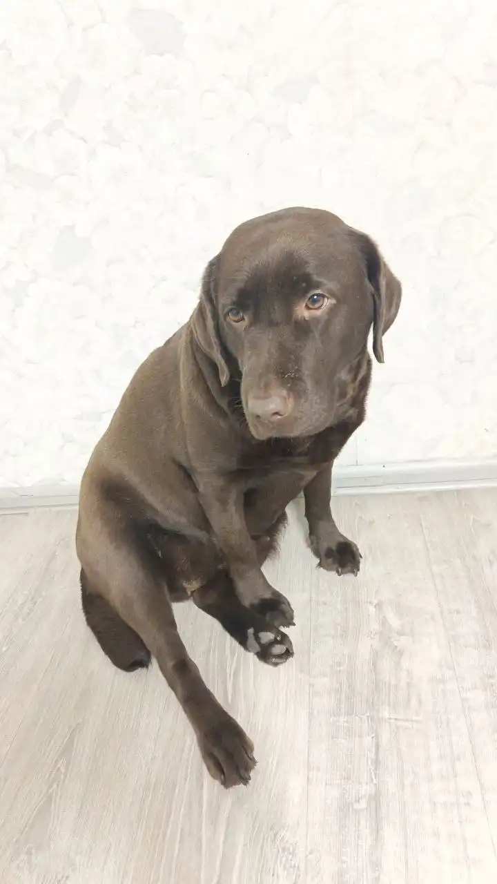 Девочка лабрадор ищет новую семью - Собаки (Животные) в Хабаровск