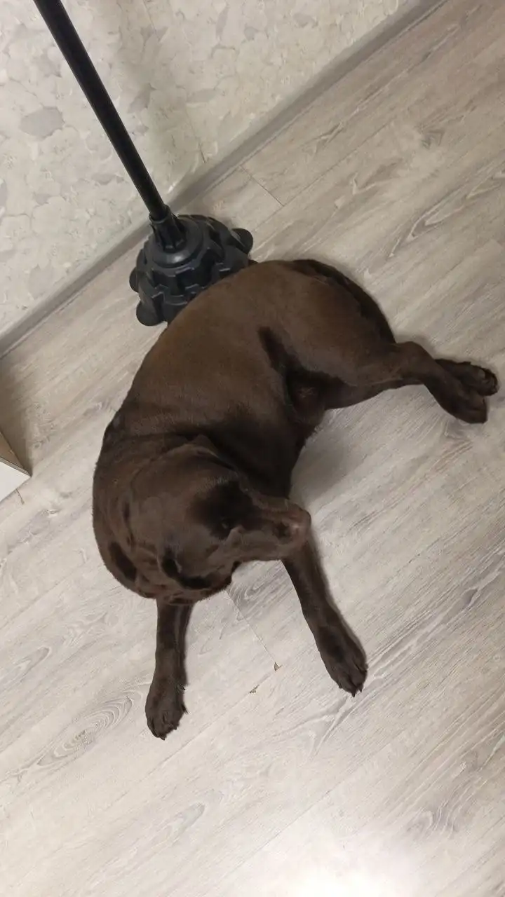 Девочка лабрадор ищет новую семью - Собаки (Животные) в Хабаровск