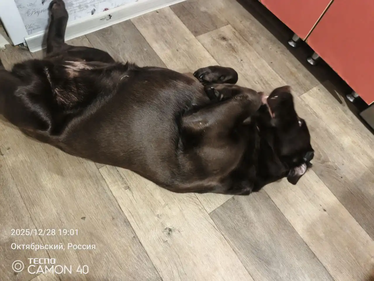 Девочка лабрадор ищет новую семью - Собаки (Животные) в Хабаровск