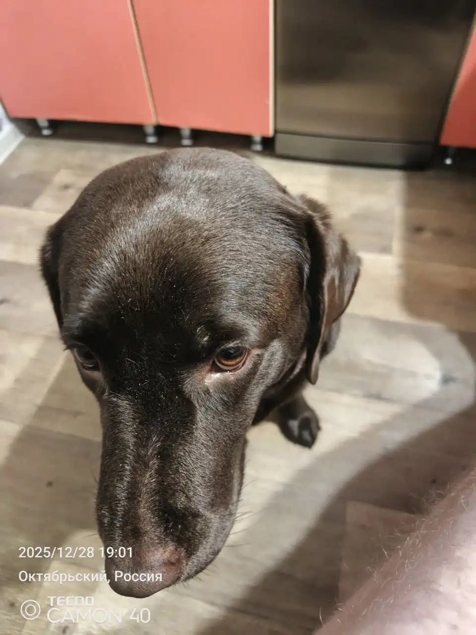 Девочка лабрадор ищет новую семью - Собаки (Животные) в Хабаровск