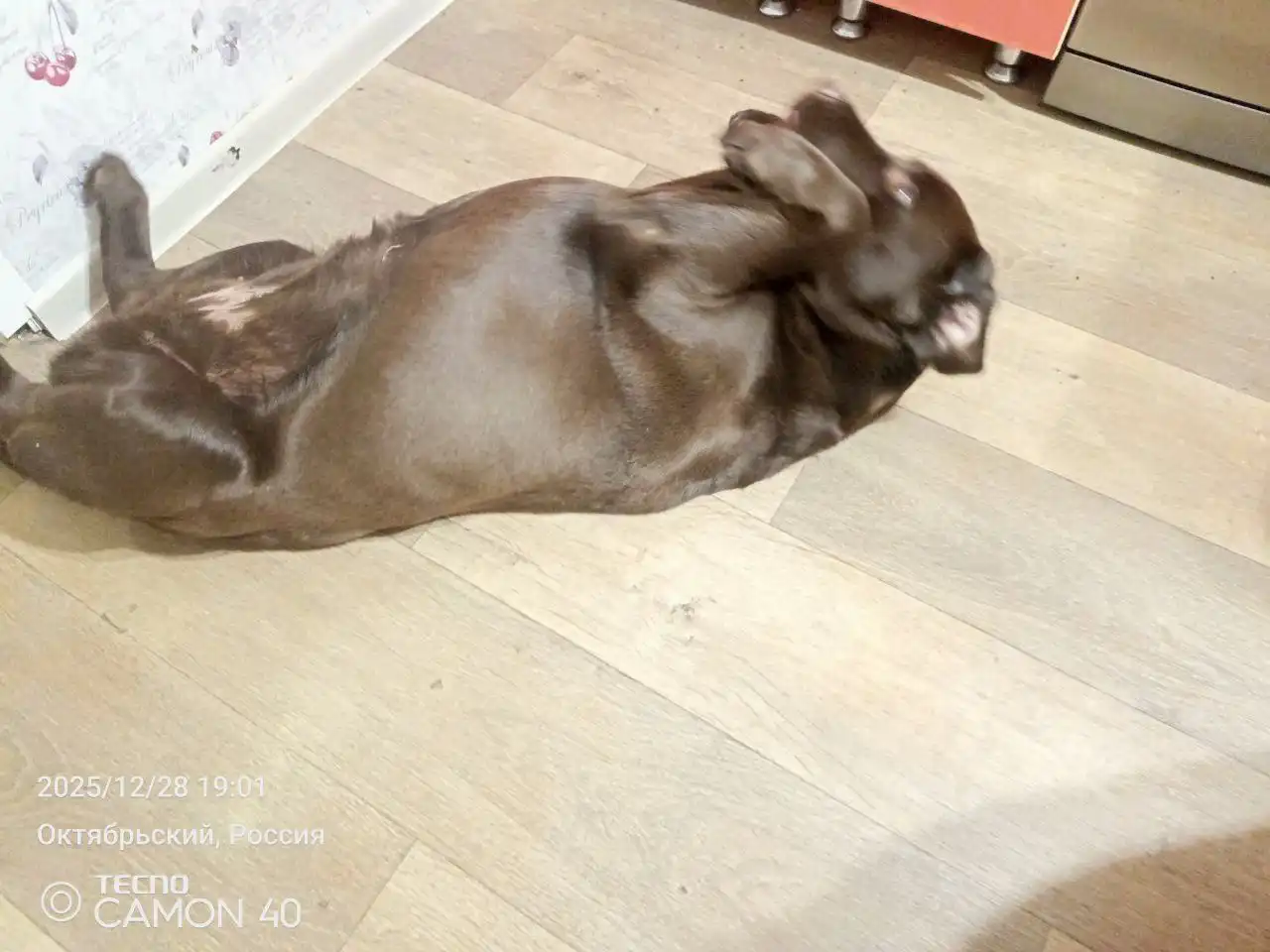 Девочка лабрадор ищет новую семью - Собаки (Животные) в Хабаровск