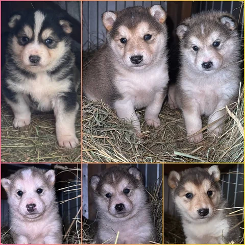 Щенки лаек от рабочей пары - Кошки в Хабаровск