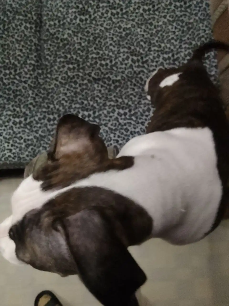 Продам стаффордширского терьера девочку 3 месяца - Собаки (Животные) в Хабаровск