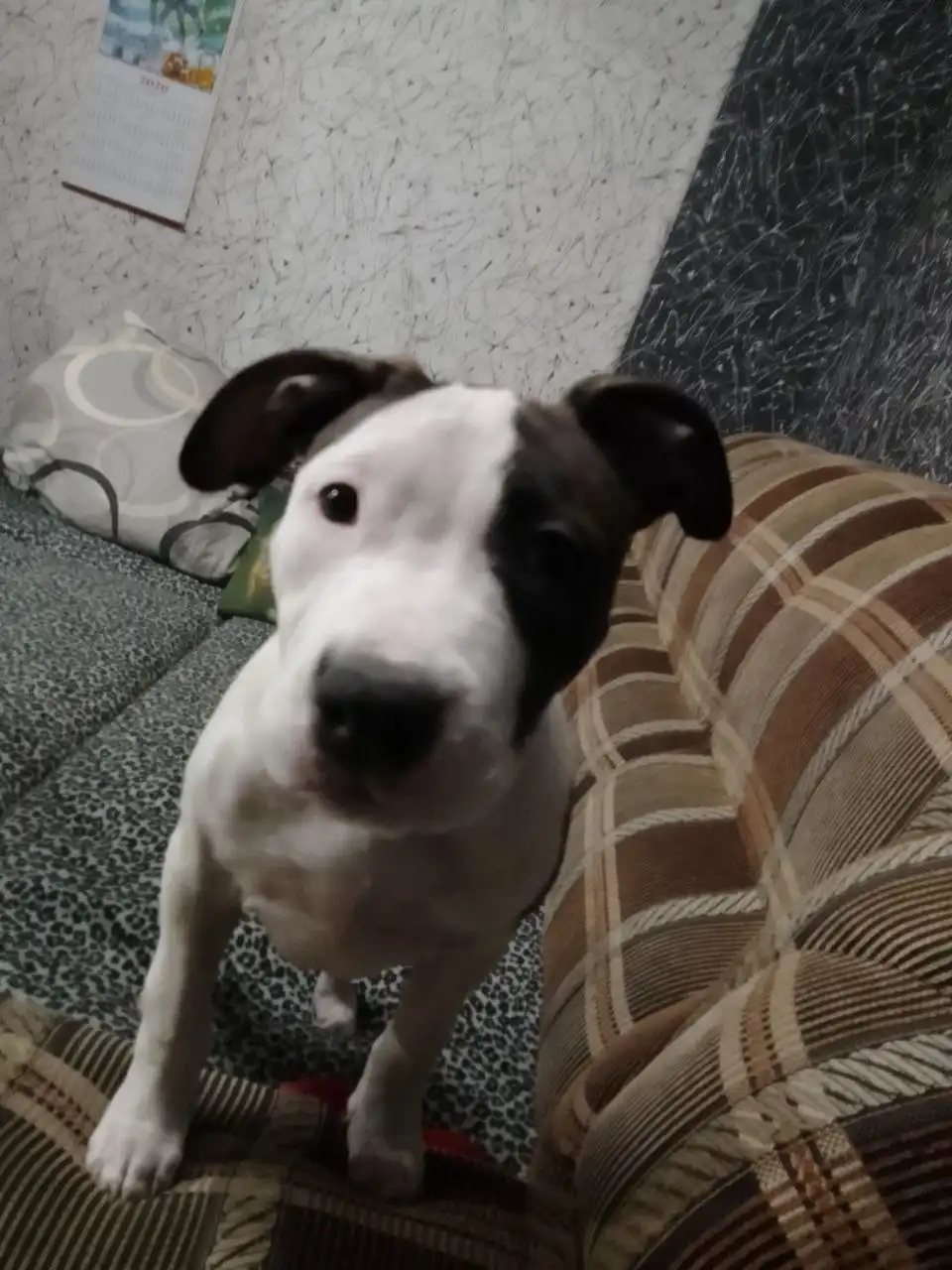 Продам стаффордширского терьера девочку 3 месяца - Собаки (Животные) в Хабаровск