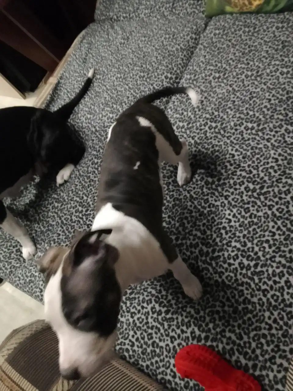 Продам стаффордширского терьера девочку 3 месяца - Собаки (Животные) в Хабаровск