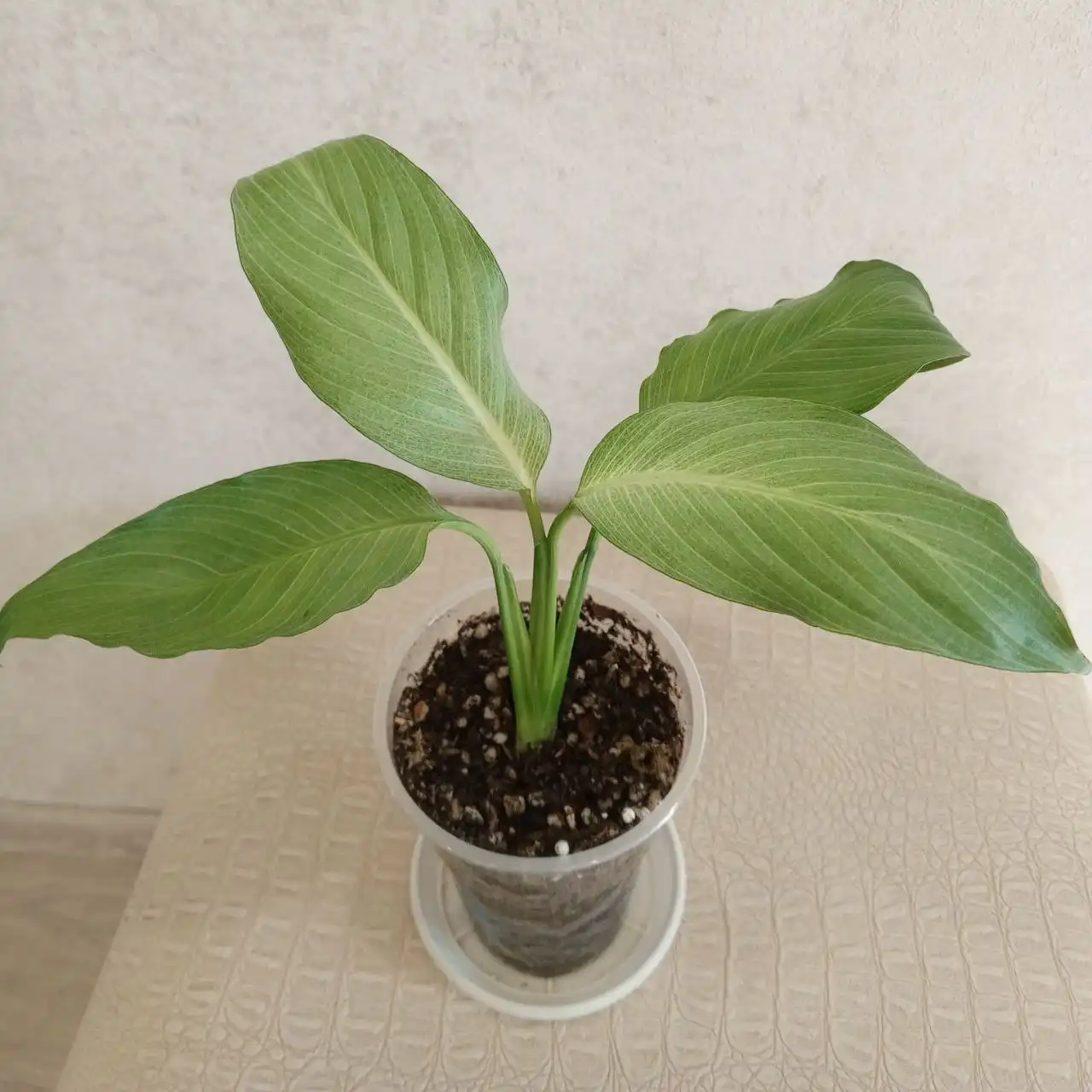 Продам Спатифиллум Спилт Милк - Барахолка в Хабаровск