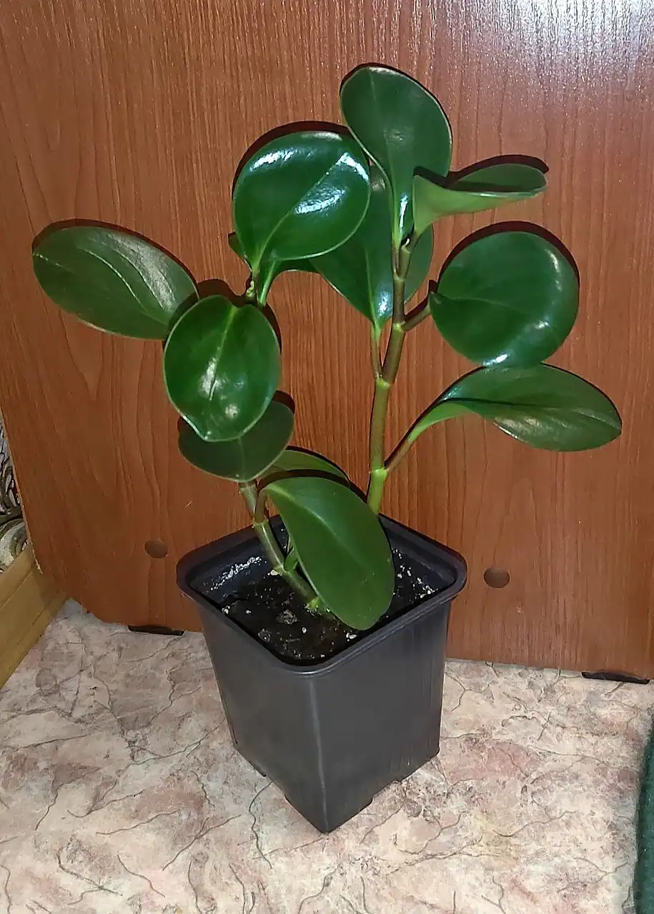 Продам комнатные растения - Комнатные растения (Хобби и отдых) в Хабаровск