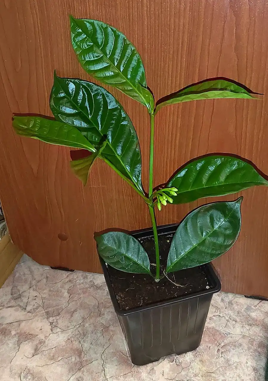 Продам комнатные растения - Комнатные растения (Хобби и отдых) в Хабаровск