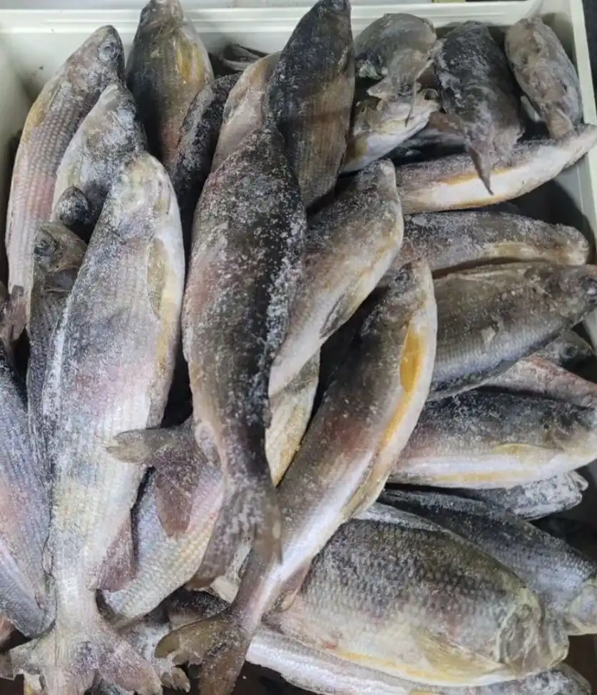 Свежий хариус улов - Рыбалка (Хобби и отдых) в Хабаровск