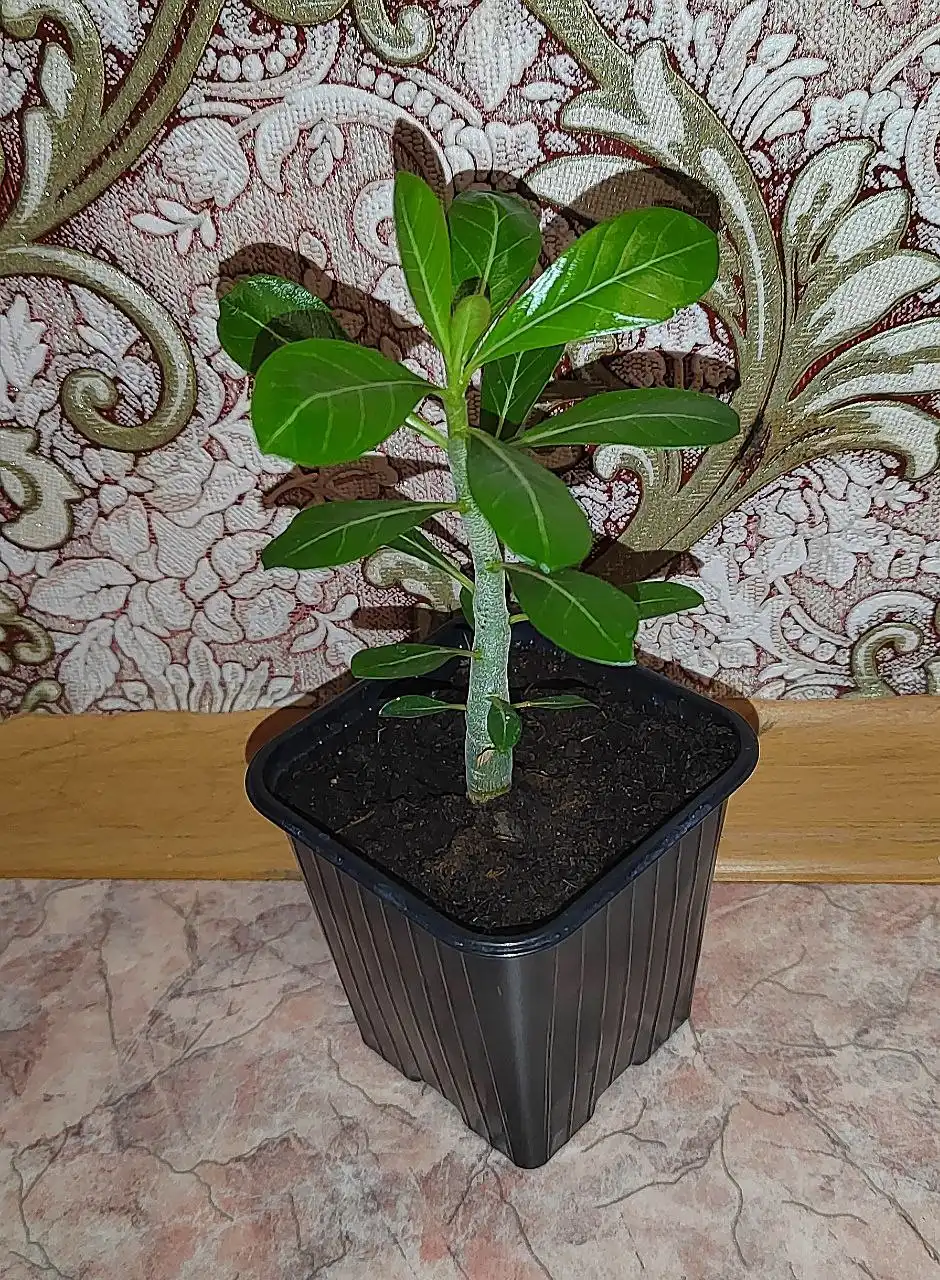 Пророщенный Адениум обесум Dark Star - Растения (Хобби и отдых) в Хабаровск