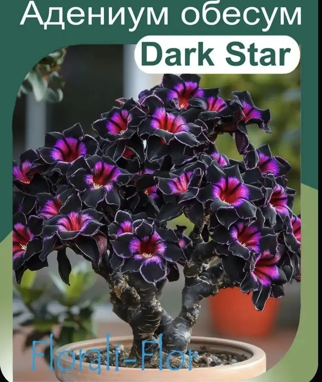 Пророщенный Адениум обесум Dark Star - Растения (Хобби и отдых) в Хабаровск