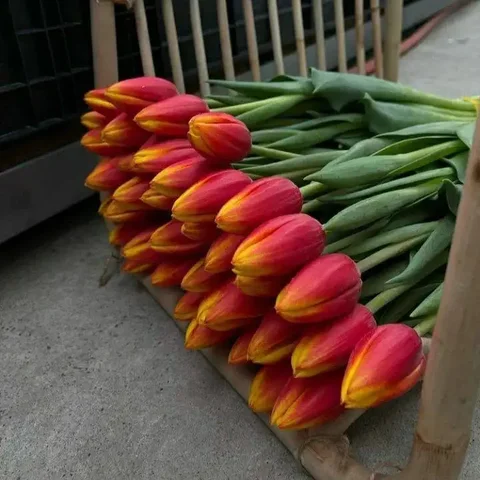 Заказ тюльпанов к 8 марта - Хобби и отдых в Хабаровск
