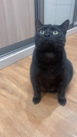 Кот в добрые руки - Корма для животных в Хабаровск