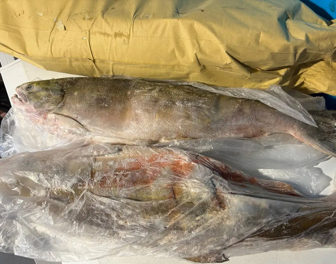 Продажа рыбы и морепродуктов: икра кеты, нерка, палтус, кета, гребешок, корюшка, креветка - Продукты питания (Барахолка) в Хабаровск