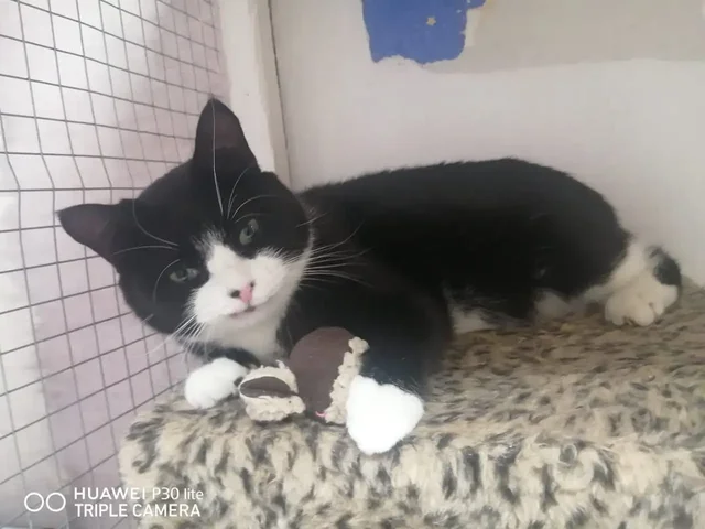 Кот Яша ищет дом в Хабаровске - Корма для животных в Хабаровск