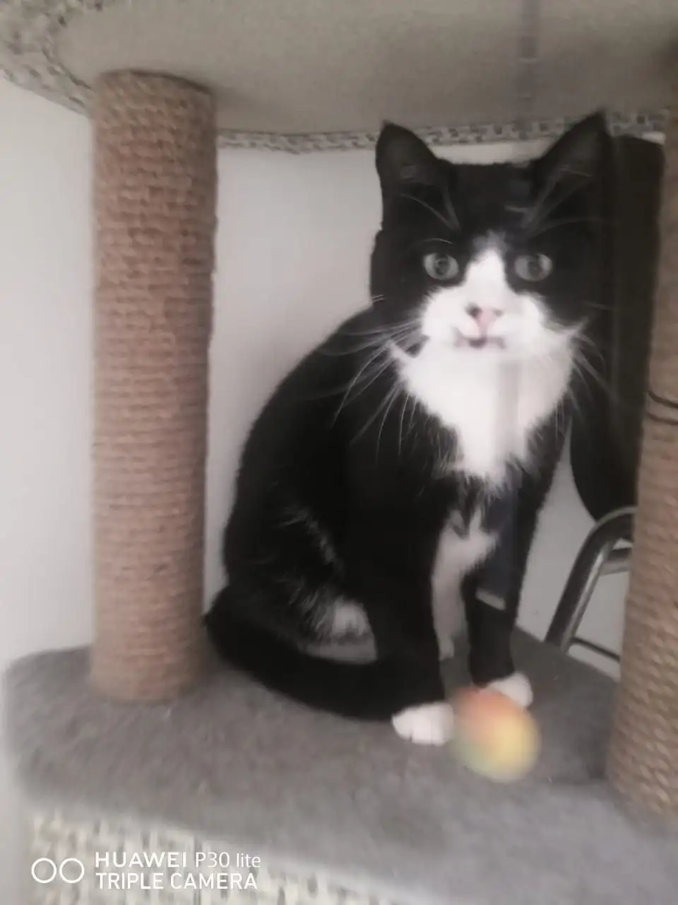 Кот Яша ищет дом в Хабаровске - Кошки (Животные) в Хабаровск