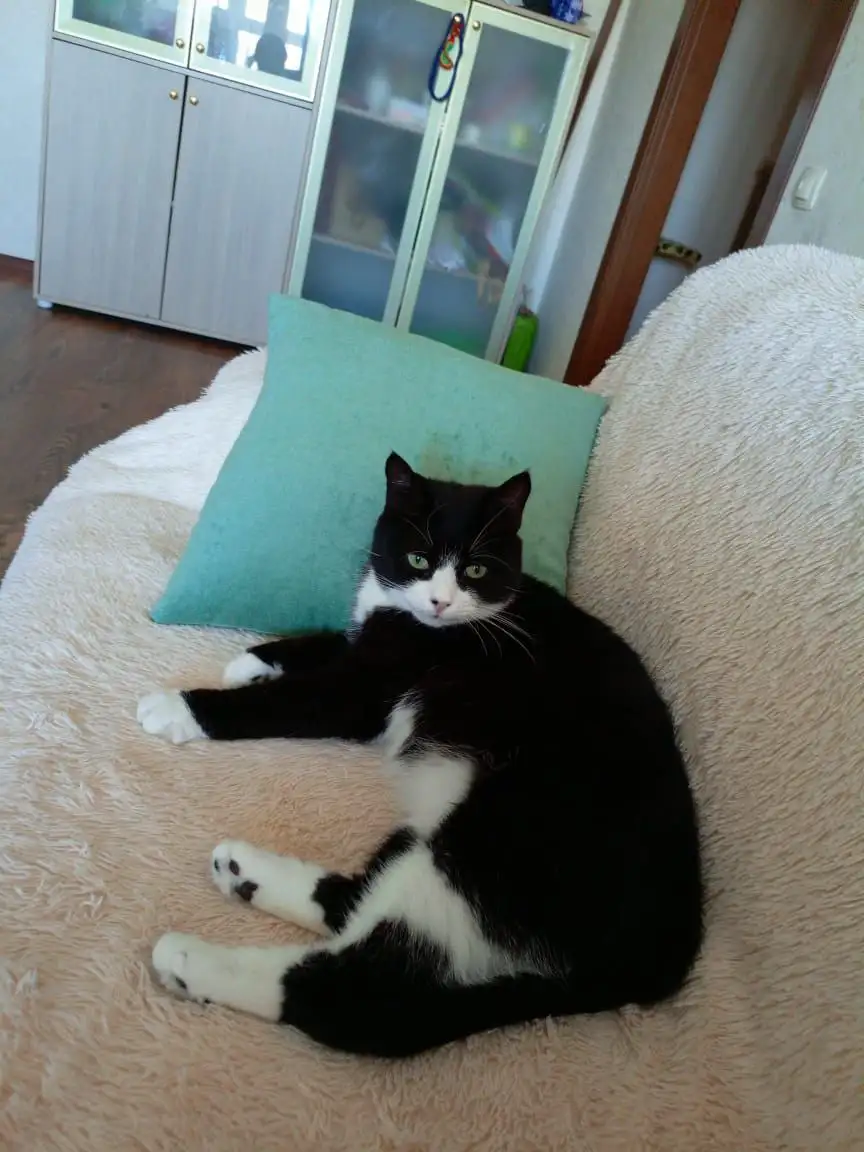 Кот Яша ищет дом в Хабаровске - Кошки (Животные) в Хабаровск