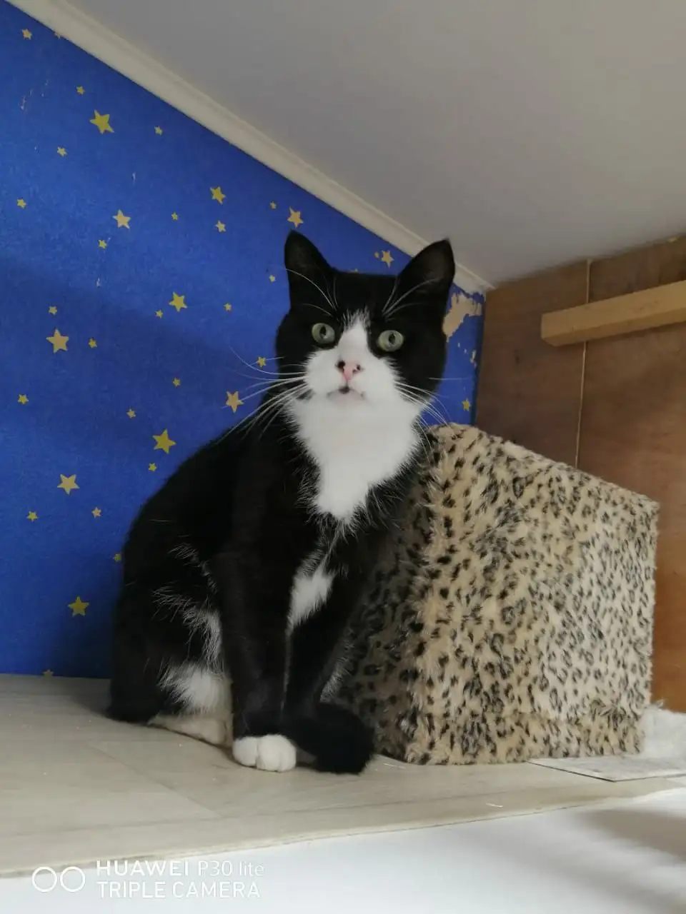 Кот Яша ищет дом в Хабаровске - Кошки (Животные) в Хабаровск