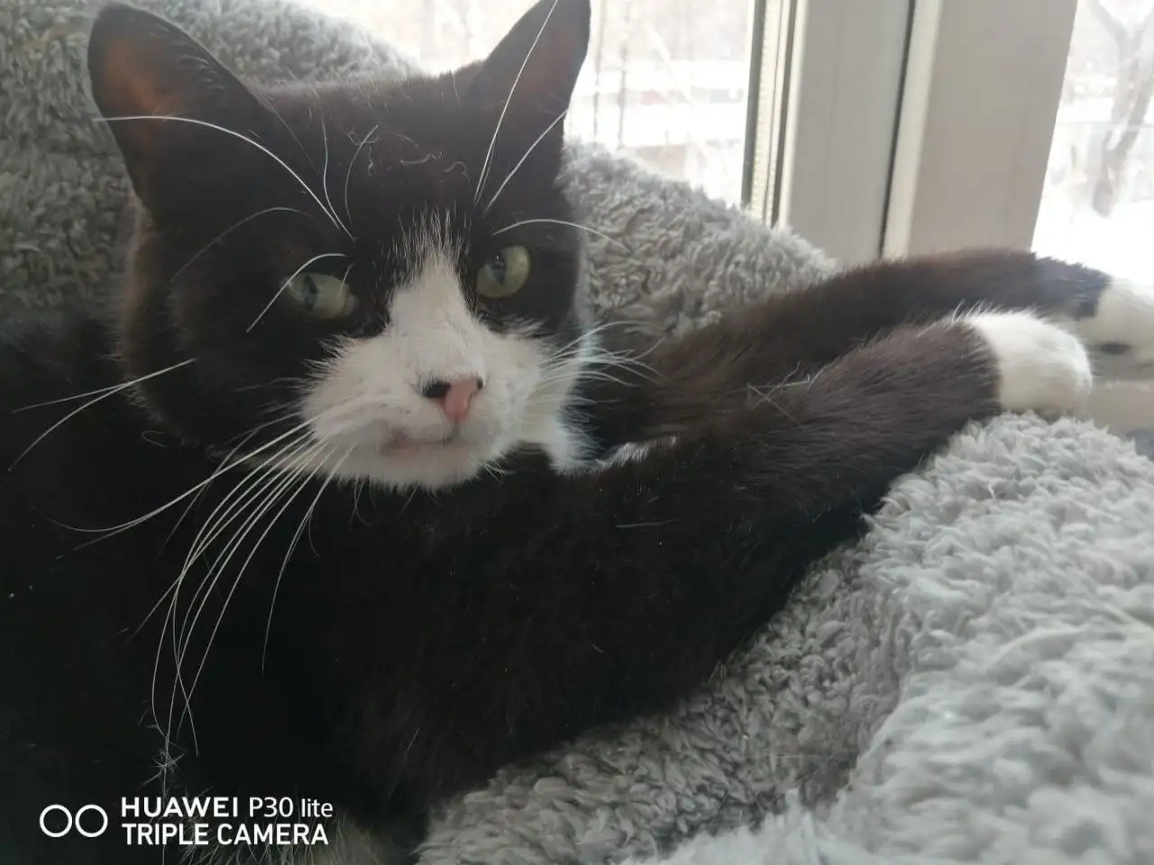 Кот Яша ищет дом в Хабаровске - Кошки (Животные) в Хабаровск