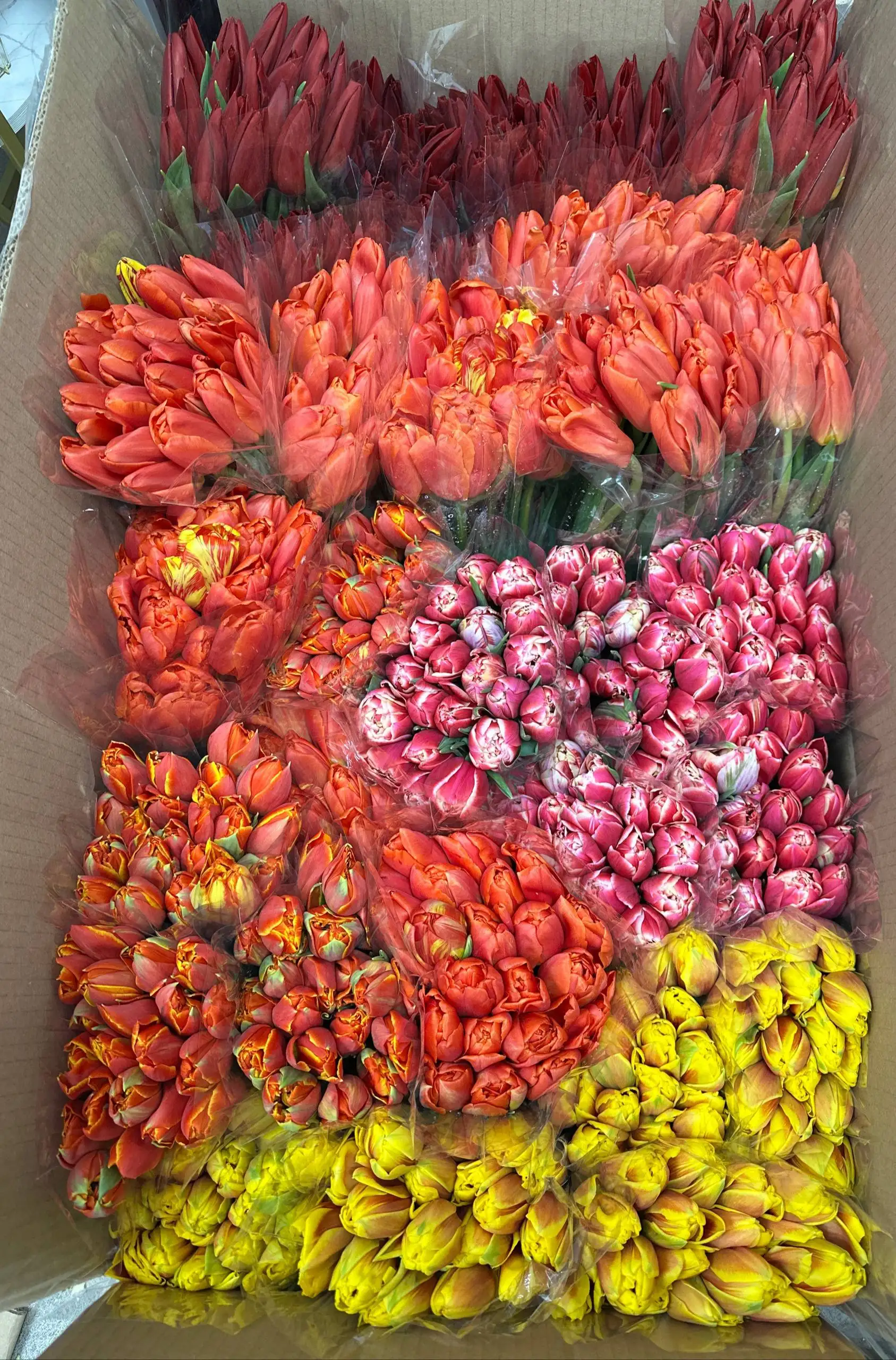 Продажа классических и пионовидных роз в Хабаровске - Цветы (Хобби и отдых) в Хабаровск