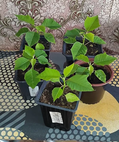 Пуансетия рождественская звезда в Хабаровске - Канцелярия в Хабаровск