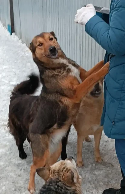 Ищет хозяина собака породы Сайга - Птицы в Хабаровск