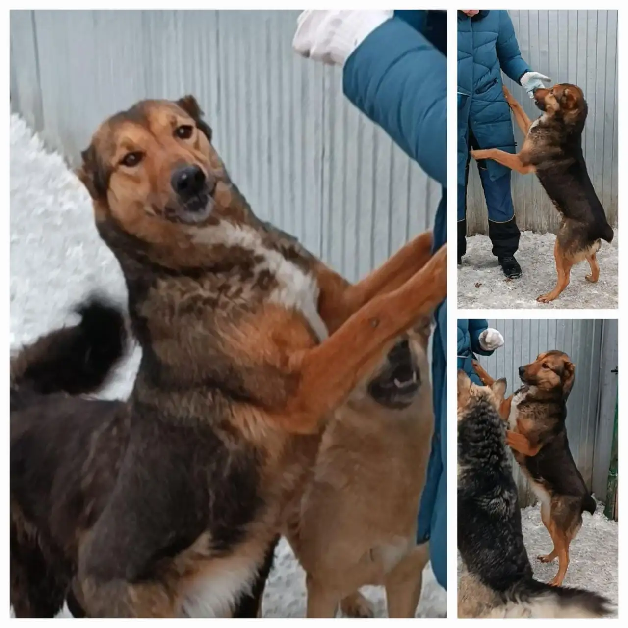 Ищет хозяина собака породы Сайга - Собаки (Животные) в Хабаровск