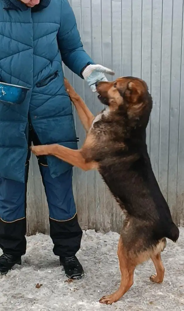Ищет хозяина собака породы Сайга - Собаки (Животные) в Хабаровск