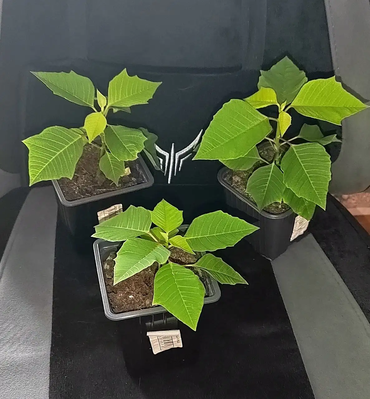 Пуансетия рождественская звезда - Растения (Хобби и отдых) в Хабаровск